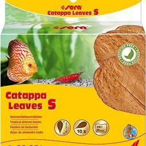 Catappa Leaves SML